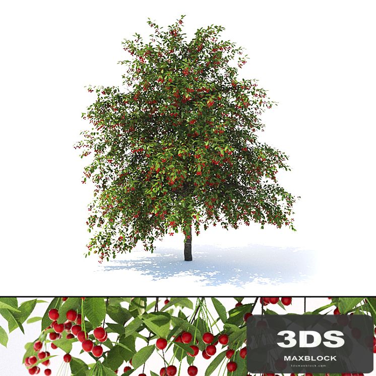 Prunus avium tree