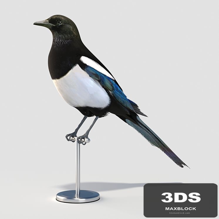 Eurasian (Common) Magpie