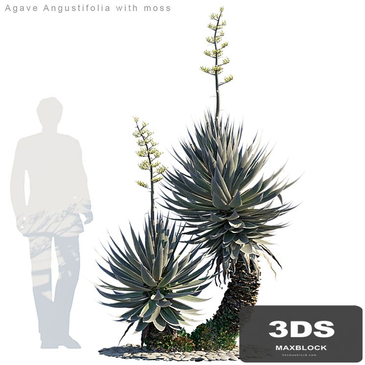 Agave Angustifolia with moss