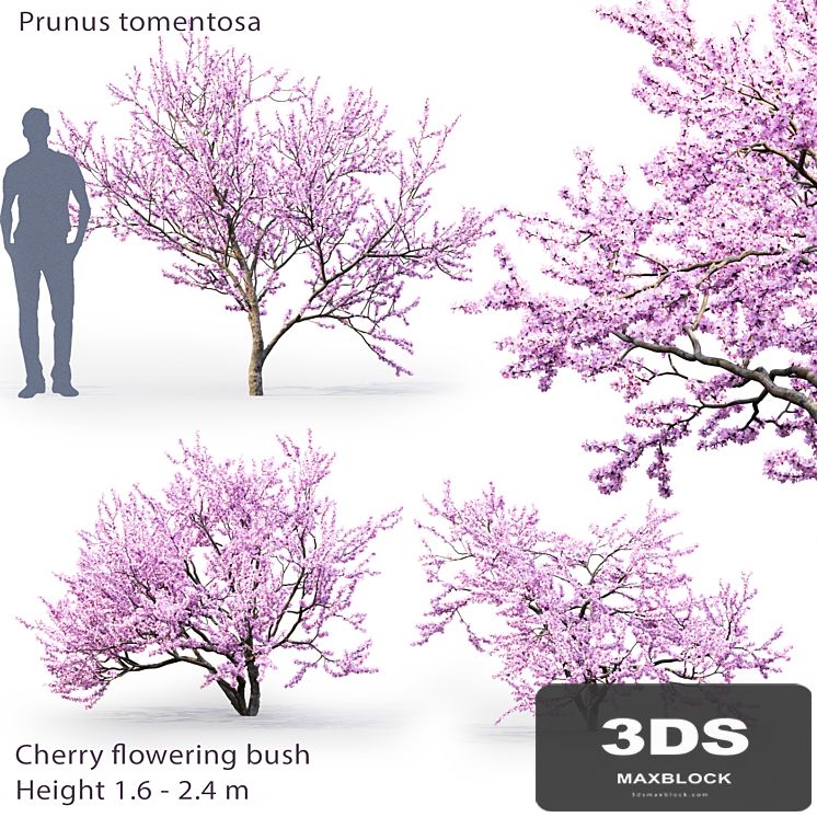 Prunus tomentosa | Cherry flowering bush # 1