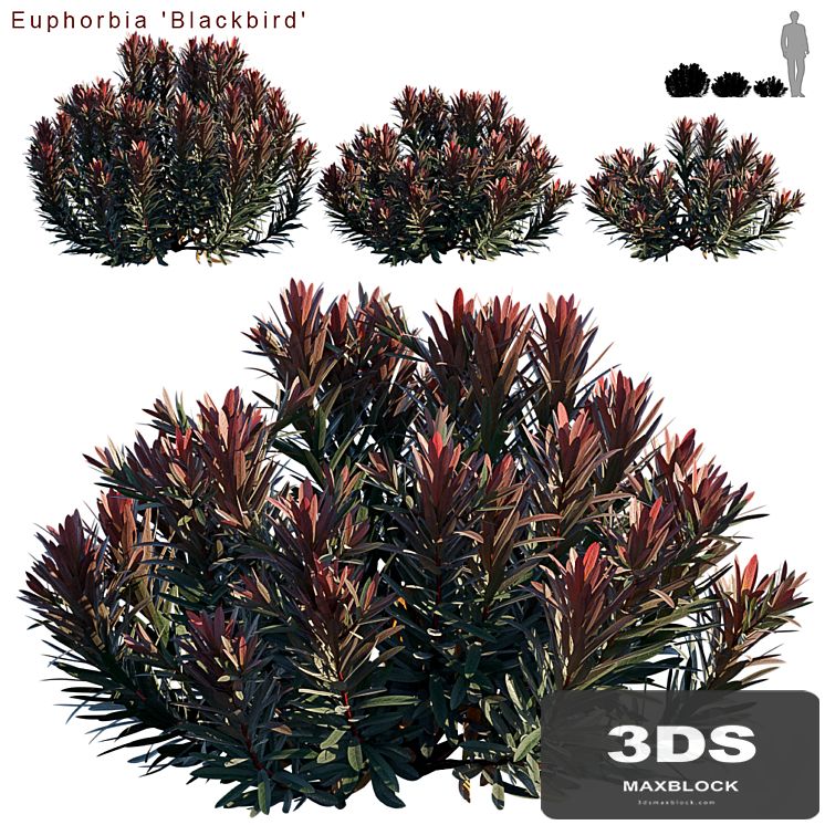 Euphorbia Blackbird | Cushion spurge