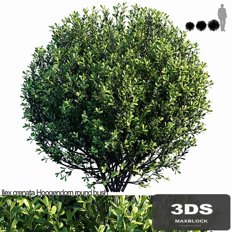 Ilex crenata Hoogendorn_round bush