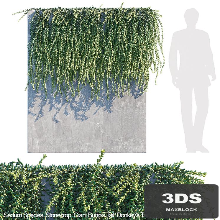 Donkey tail | Burro tail succulent creeper