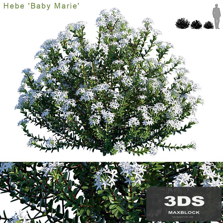 Hebe baby marie