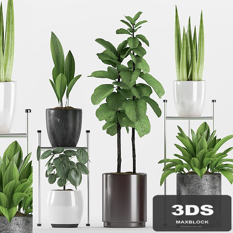 Plants 131