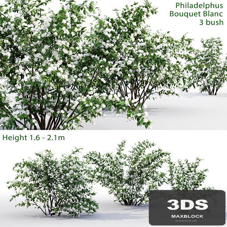 Philadelphus Bouquet Blanc # 1 | Jasmine