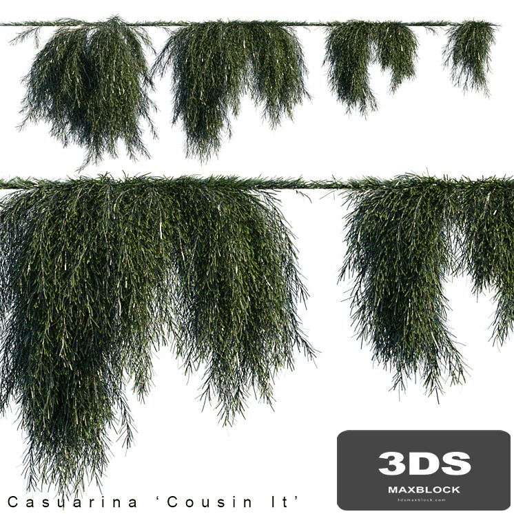 Casuarina cousin it creeper