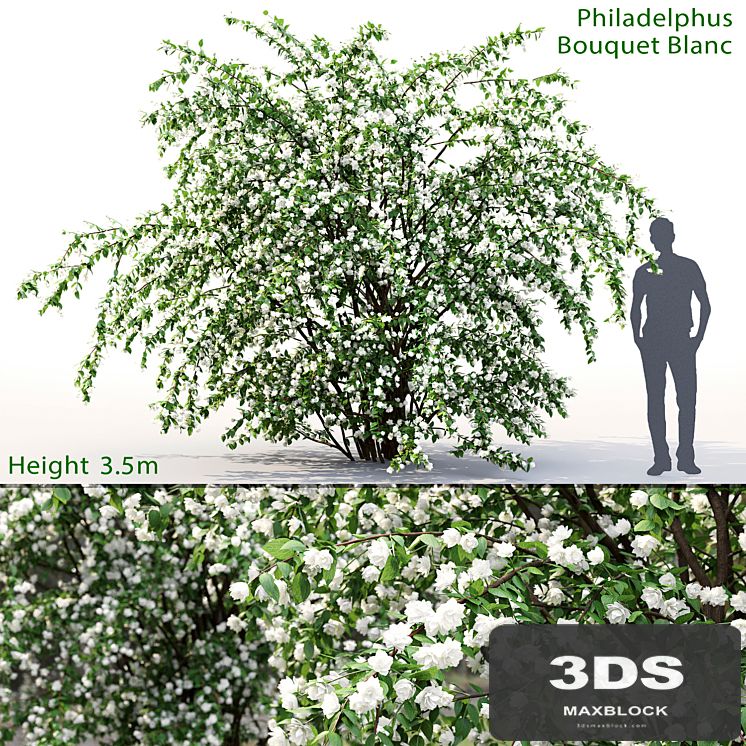 Philadelphus Bouquet Blanc # 2 | Jasmine