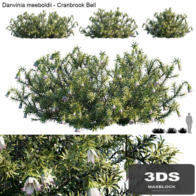 Darwinia Meeboldii | Cranbrook bell