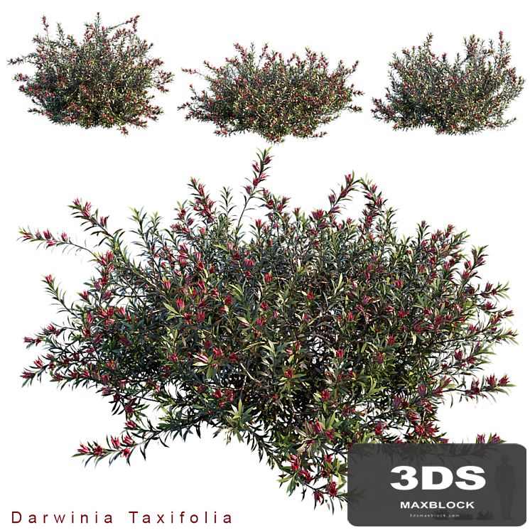 Darwinia Taxifolia