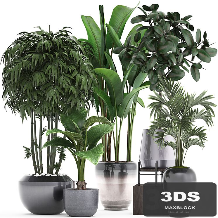 Plant collection 291. Bamboo, Banana, ficus Robusta, Hovea, alocasia, flowerpot, indoor plants, ficus abidjan, interior, home, strelitzia