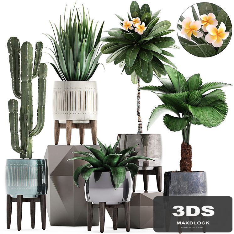 Plant collection 292. Cactus, Likuala, Plumeria, Agave, Houseplants, Luxury Pot, Flowerpot, Exotic, Stylish