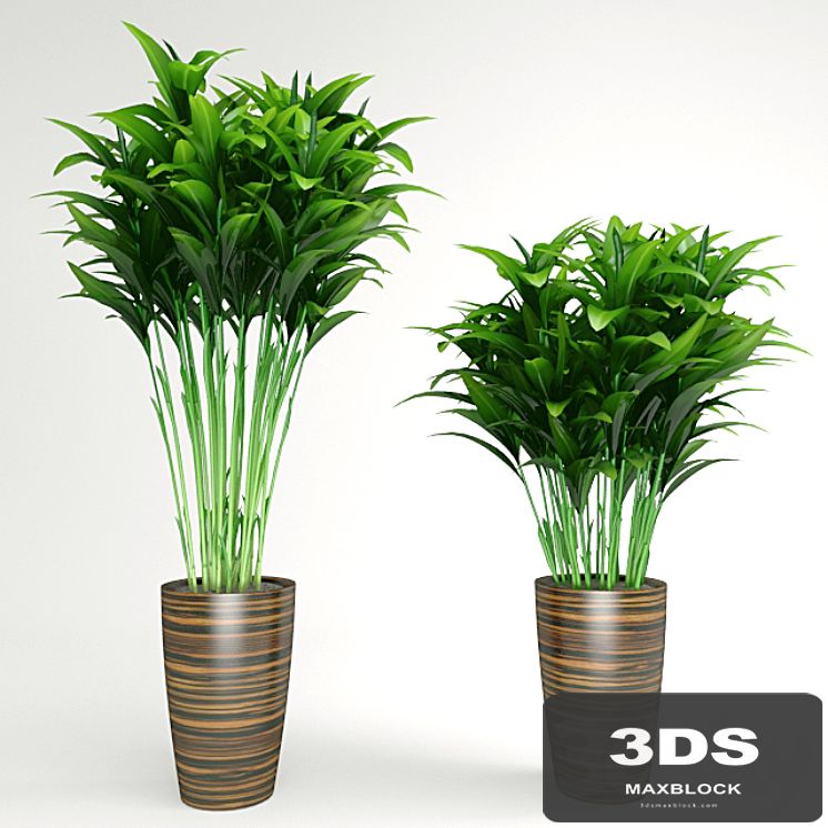 plant