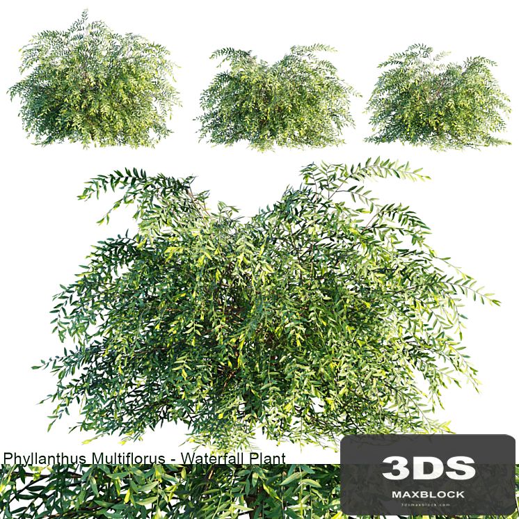 Phyllanthus Multiflorus | Waterfall plant