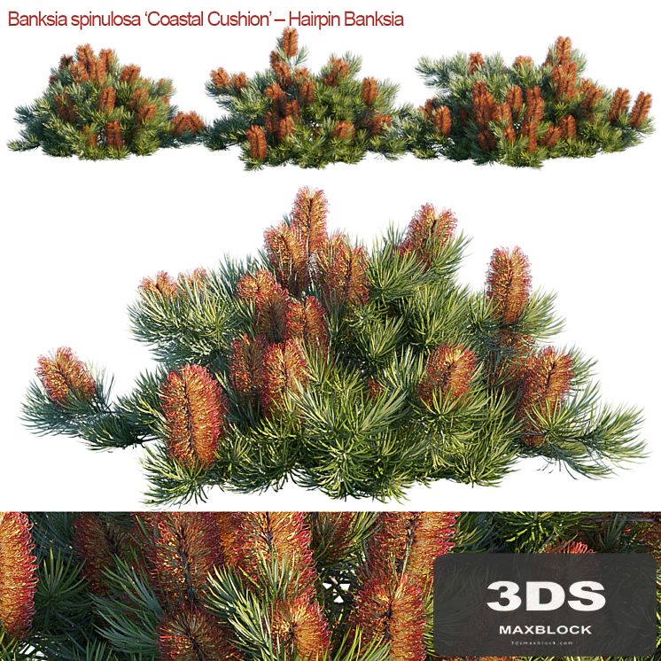 Banksia spinulosa | Coastal Cushion | Hairpin banksia