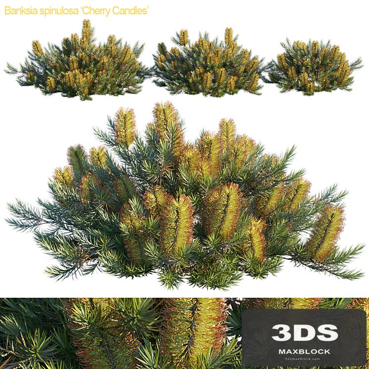 Banksia spinulosa | Cherry candles