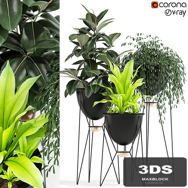 Plants collection 141 MADRE SELVA GRANDE