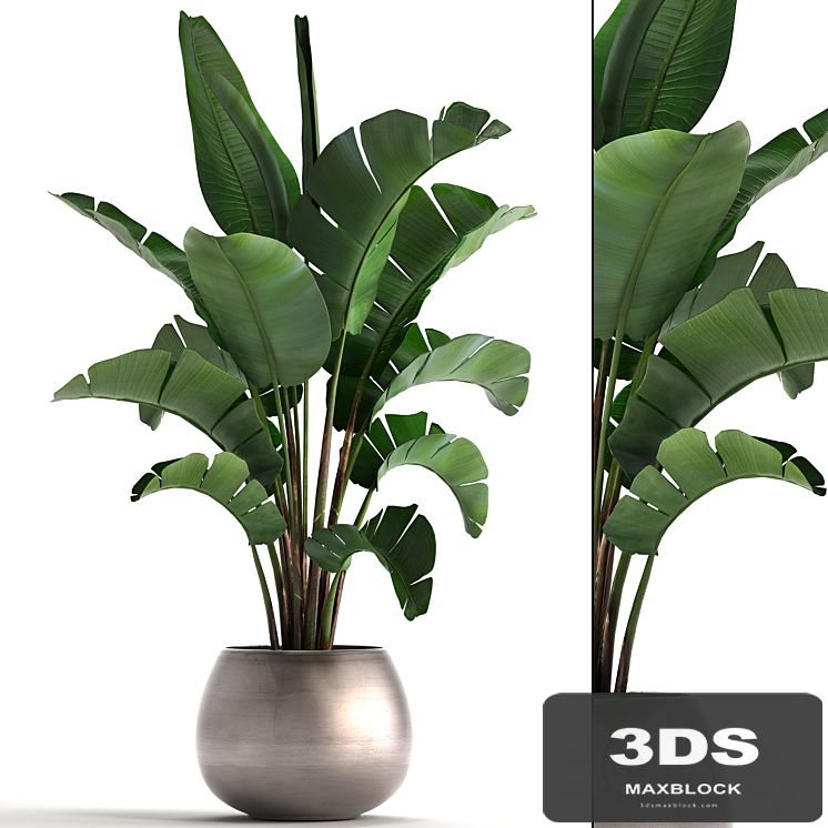 Plant collection 294. Banana, pot, flowerpot, indoor banana, strelitzia, luxury, strelitzia