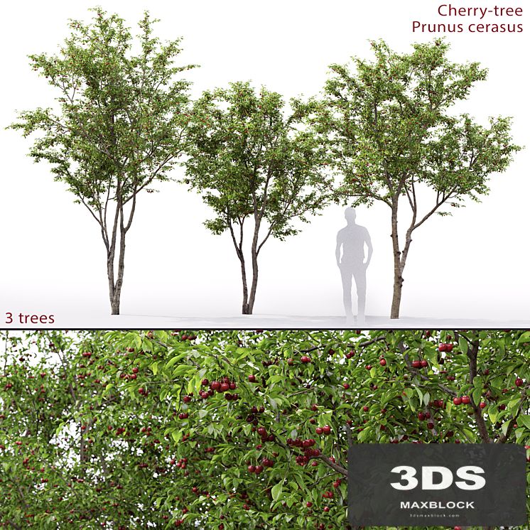 Prunus cerasus | Cherry-tree # 1