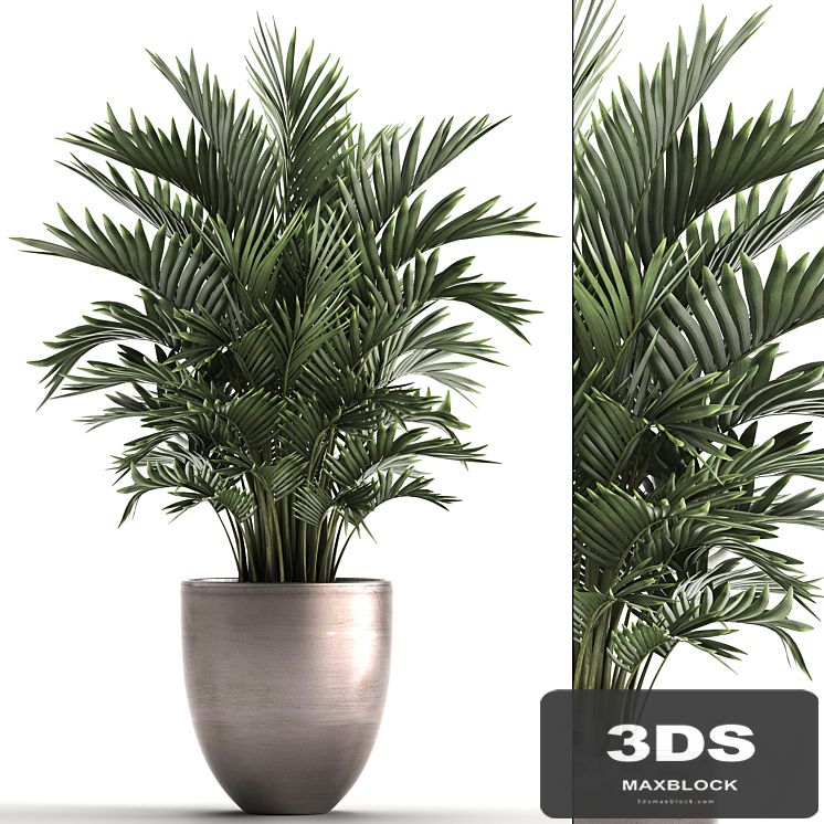 Plant collection 295. Home palm tree, howea, kentia, flowerpot, pot, luxury decor, interior, stylish, Howea forsteriana