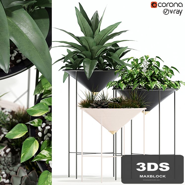 Plants collection 141 Artica