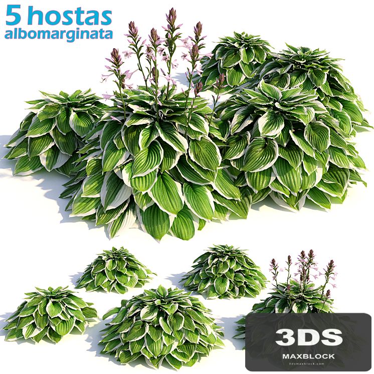 Hosta albomarginata
