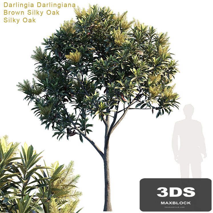 Darlingia Darlingiana | Brown Silky Oak