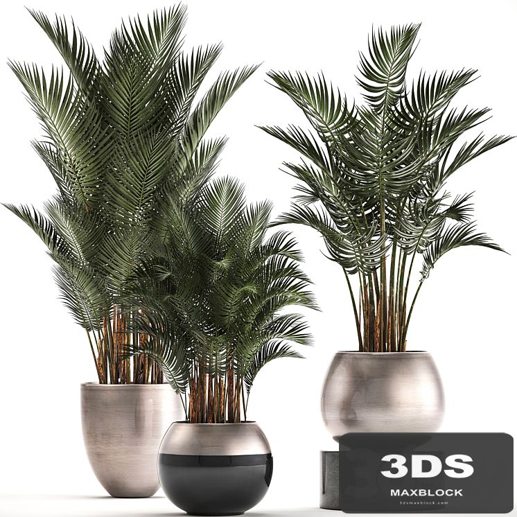 Plant collection 296. Home palm tree, howea, kentia, flowerpot, pot, luxury decor, interior, stylish, Howea forsteriana