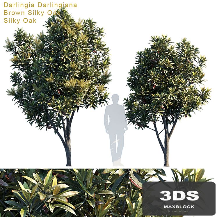 Darlingia Darlingiana | Brown Silky Oak