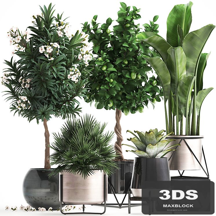 Plant collection 297. Lemon tree, bromeliad, chamerops, oleander, tree, banana, luxury, flowering tree, luxury decor, small tree, Chamaerops palm