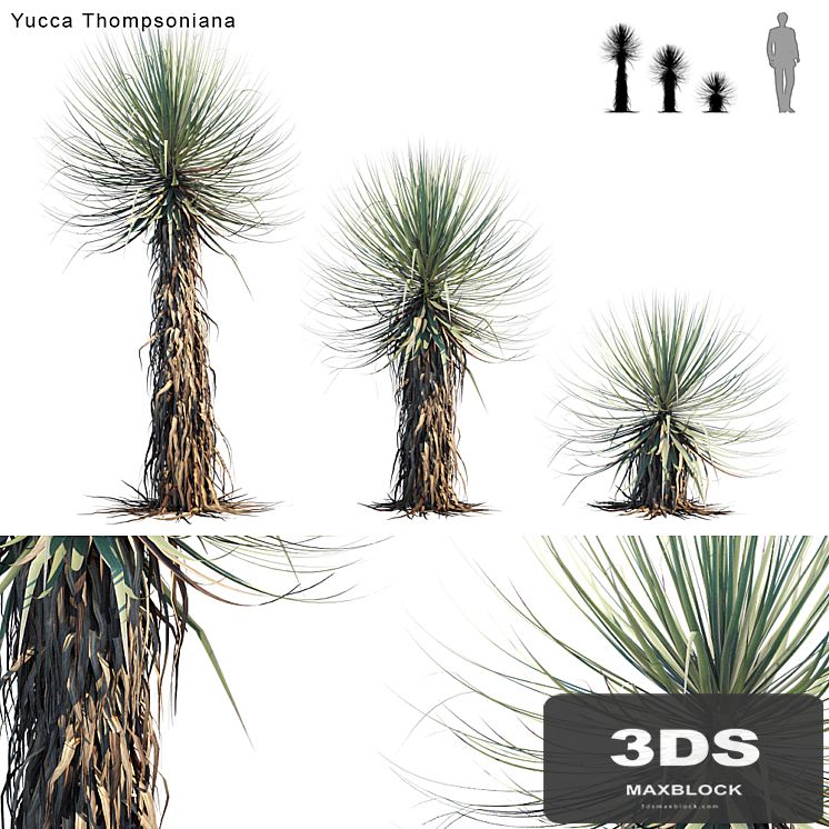 Yucca Thompsoniana | Beaked yucca