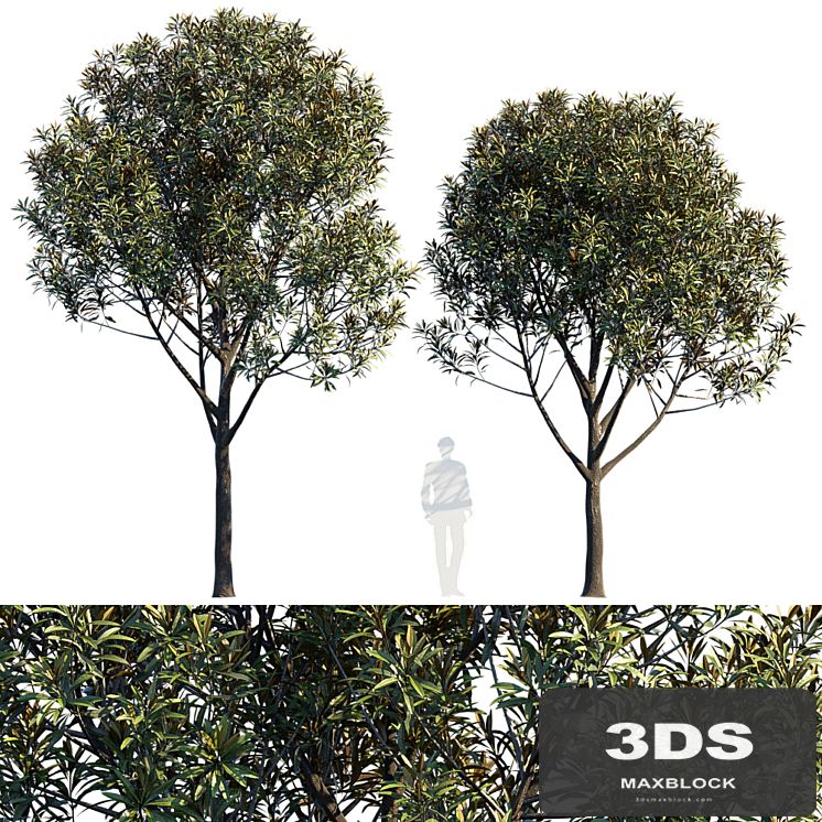 Street tree v6