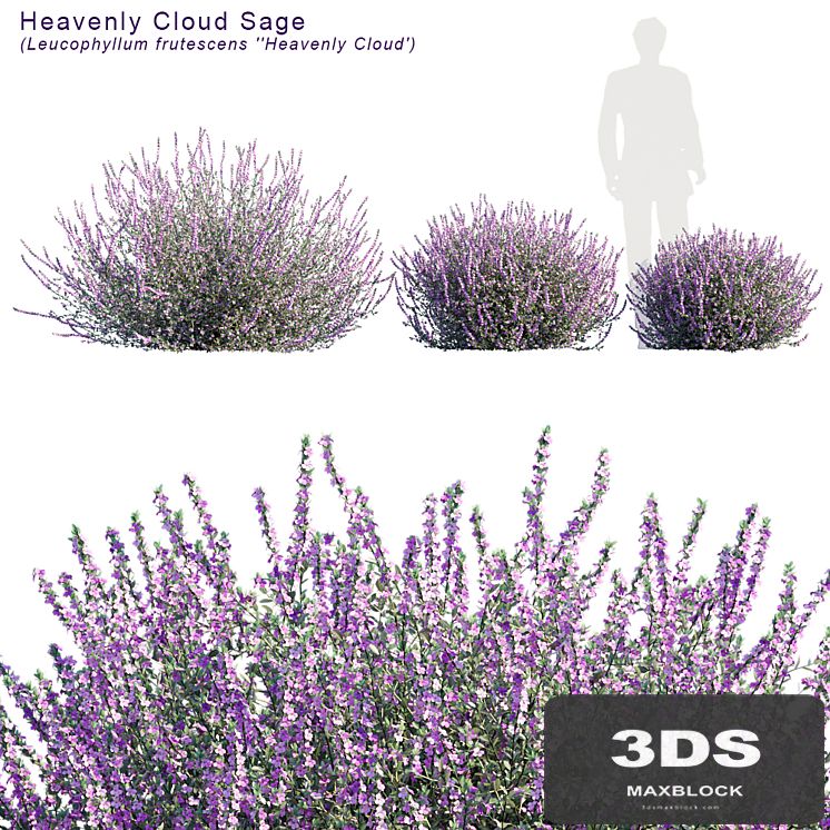 Heavenly cloud sage | Leucophyllum frutescens