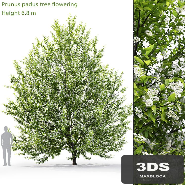 Blooming cherry tree | Prunus padus # 1 (6.8m)