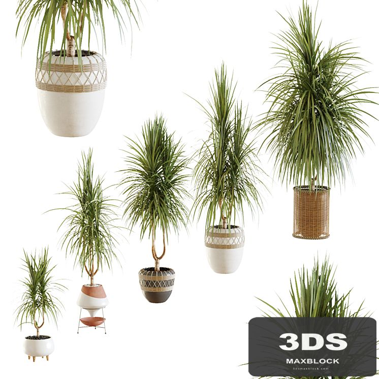 Collection of plants. Dracaena v2