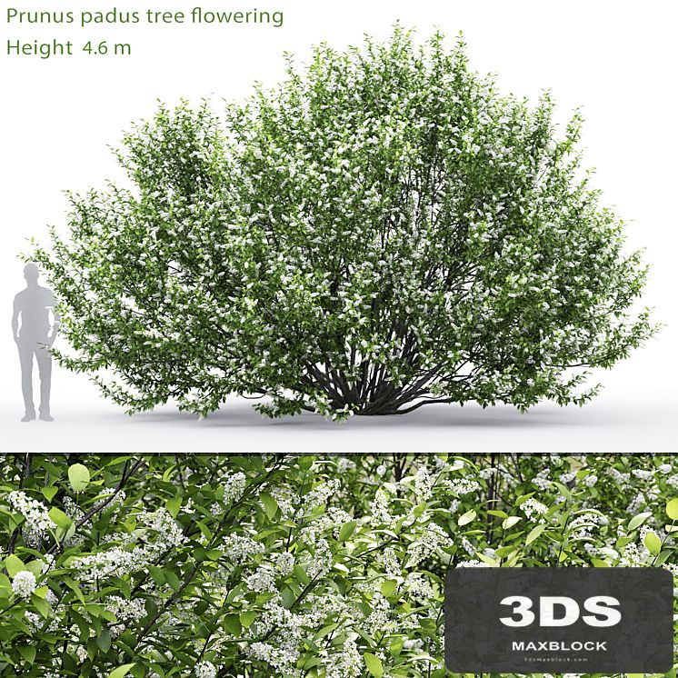 Black cherry | Prunus padus flowering # 2 (4.6m)