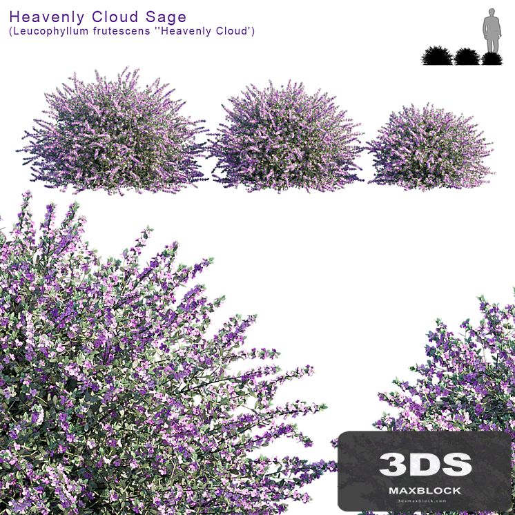 Heavenly Cloud Sage | Leucophyllum frutescens