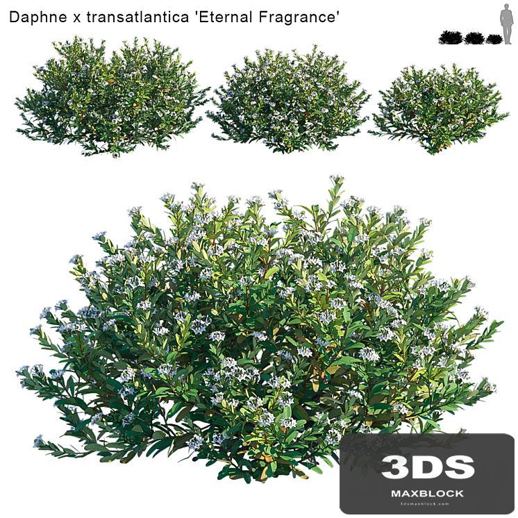 Daphne x transatlantica | Eternal Fragrance