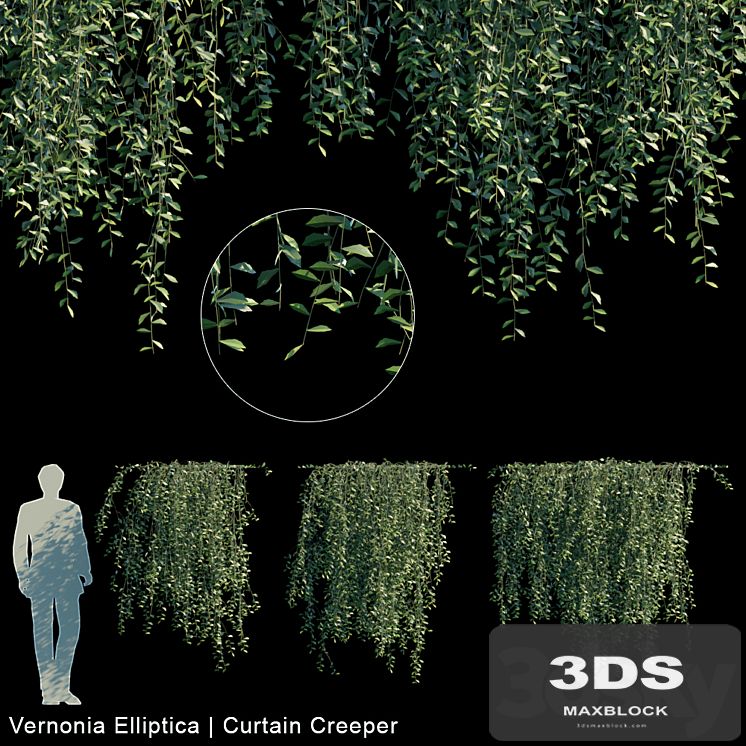 Vernonia Elliptica | Curtain creeper V1