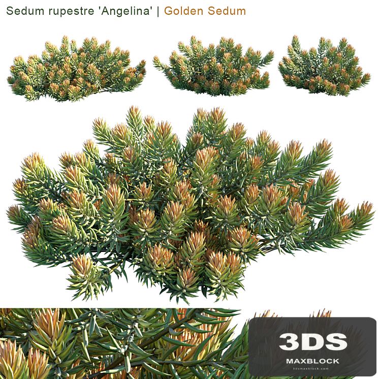 Sedum rupestre "Angelina" | Golden sedum