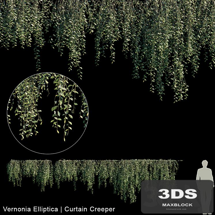 Vernonia Elliptica | Curtain creeper | 10 module