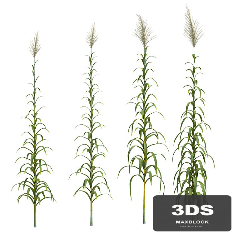 Collection of plants. Cane. 4 models