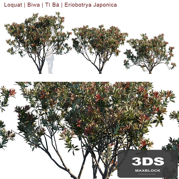 Loquat | Biwa | Eriobotrya Japonica V2