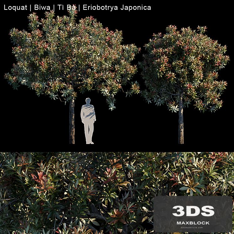 Loquat | Biwa | Eriobotrya japonica