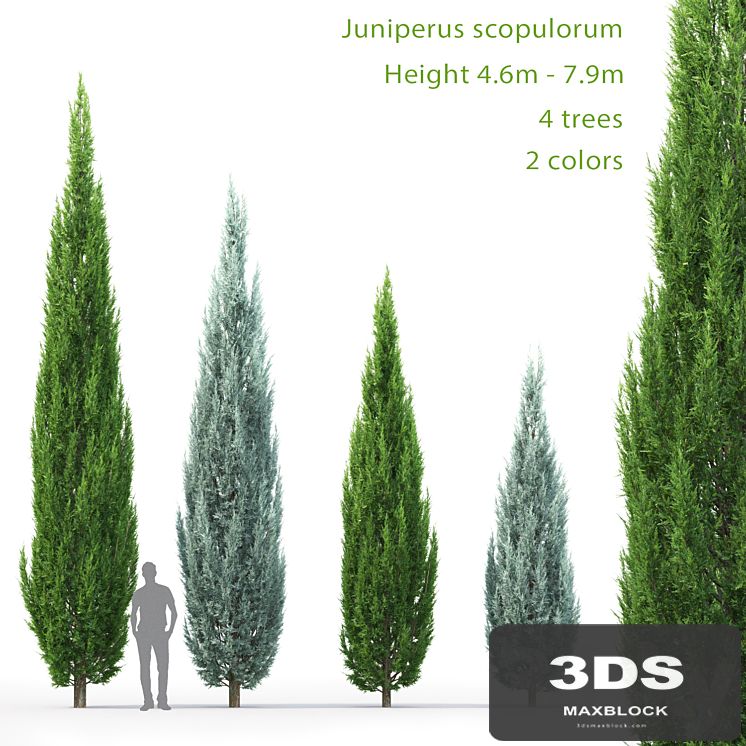 Juniperus