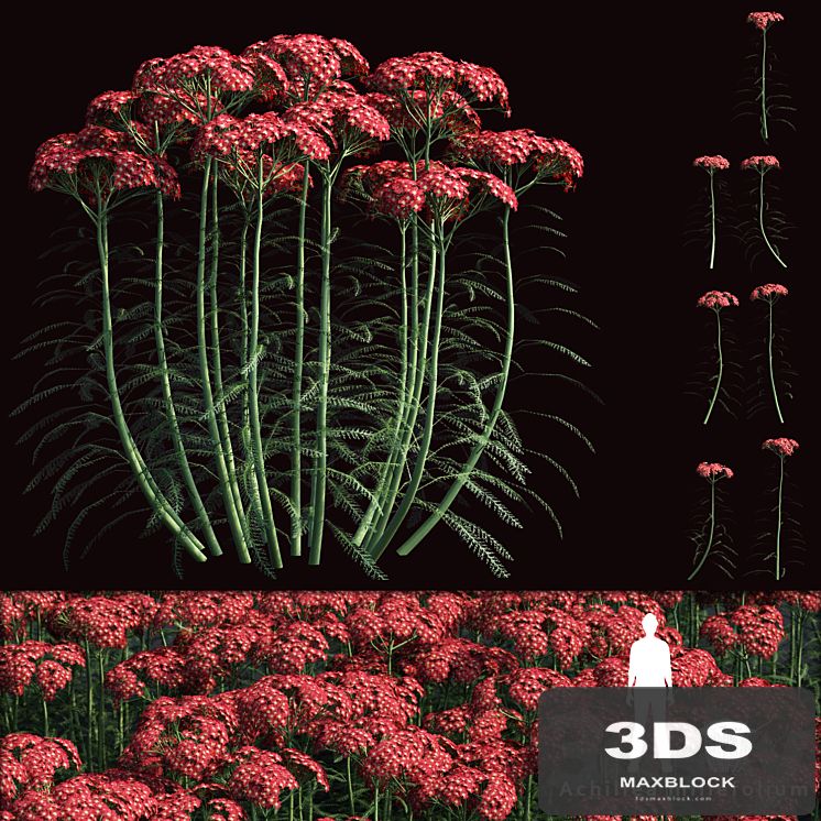 Yarrow flowers | Achillea millefolium