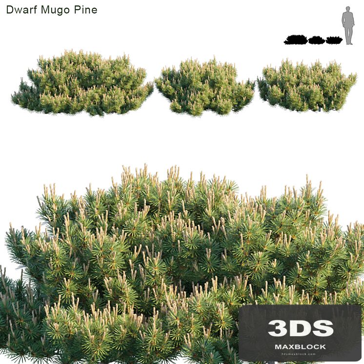 Dwarf Mugo Pine | Creeping pine