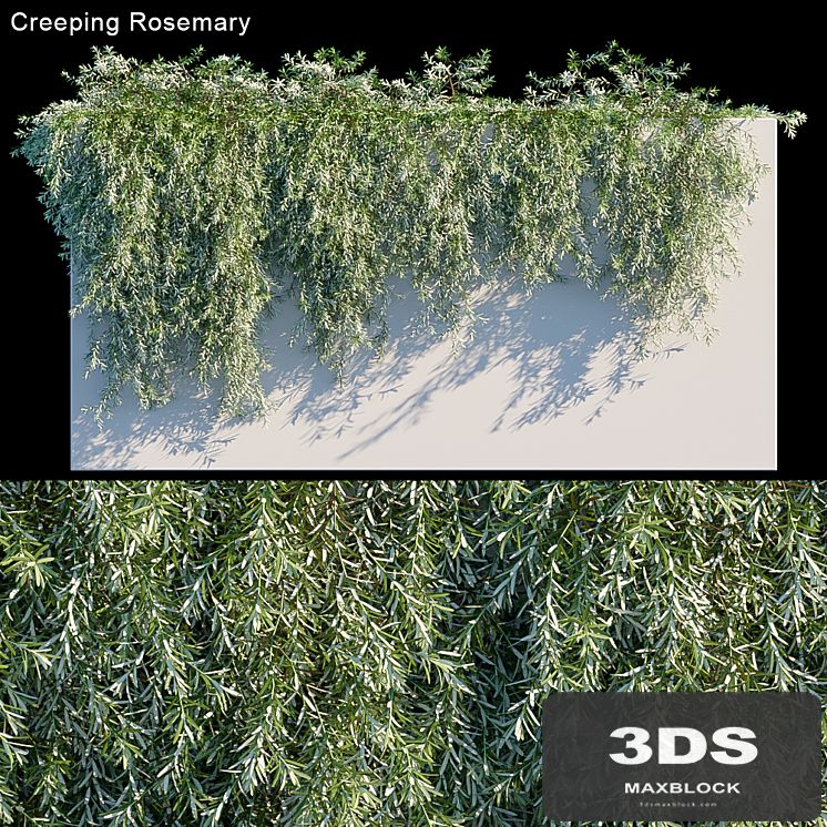 Creeping Rosemary