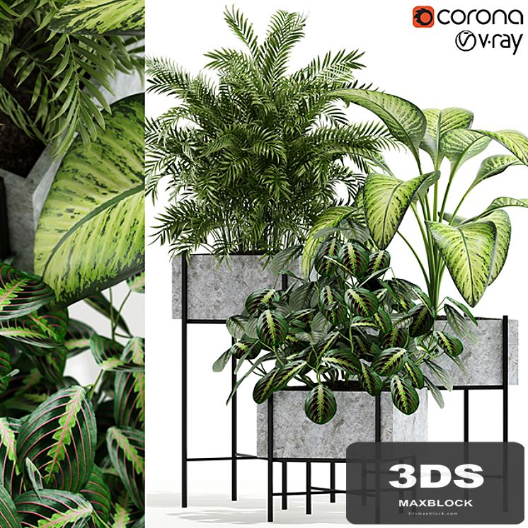 Plants collection 143 Opalo