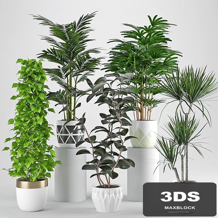 Houseplant 34